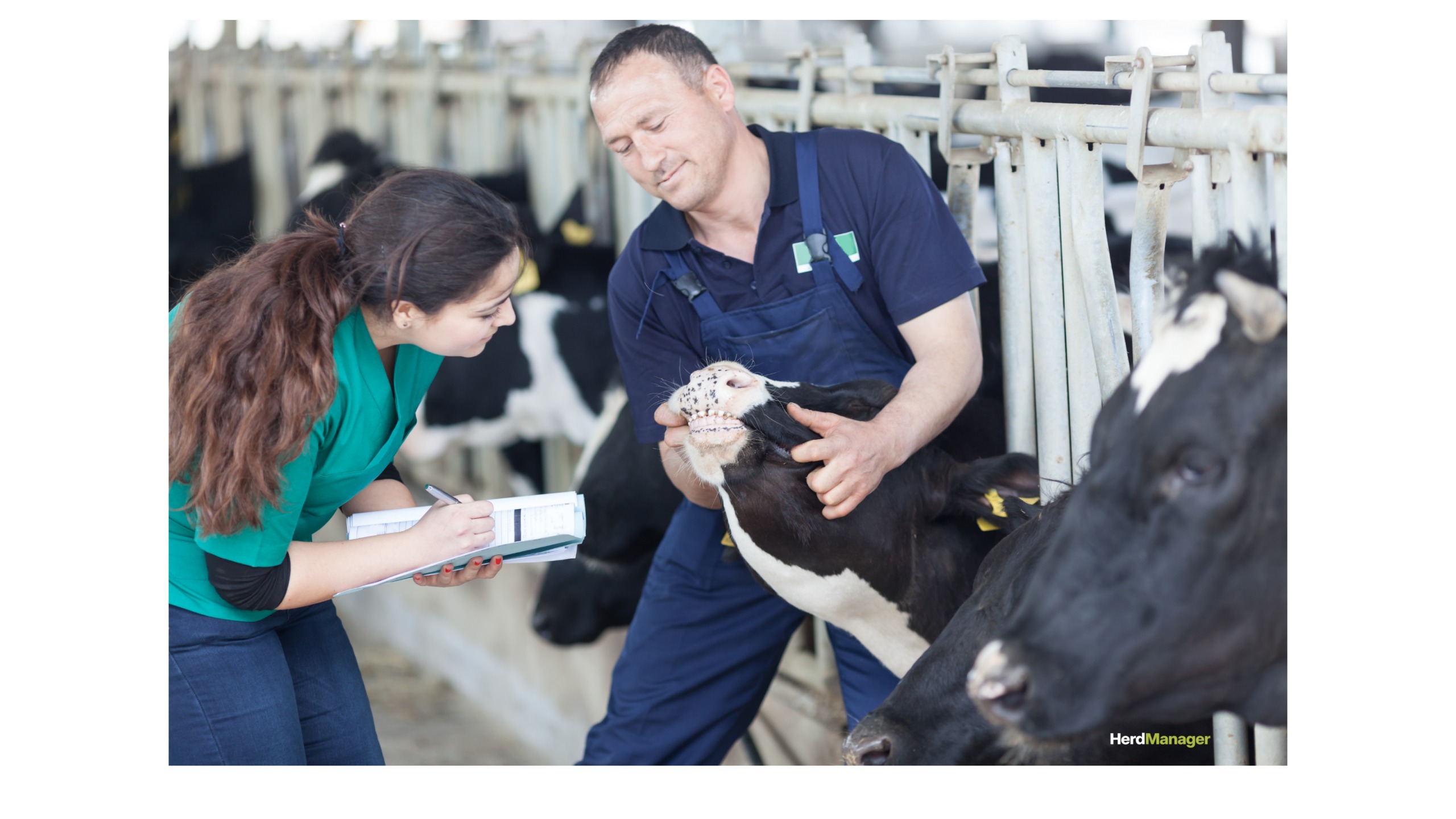 Farm worker holding a Holstein calf while a vet writes up its health check